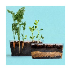 Vivarium racines vers de terre