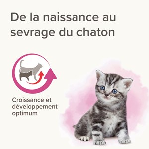 Lait maternisé chaton - beaphar