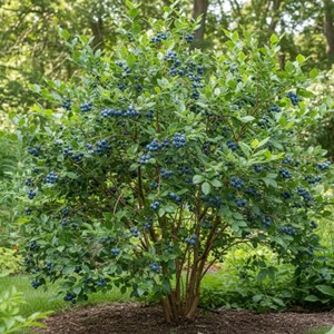 Godet - myrtille rubel, myrtillier