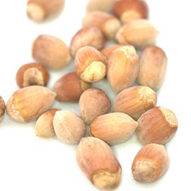 Noisetier longue d'espagne - pot de 2l