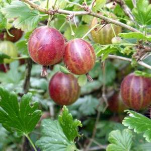 Groseillier à maquereaux winham's industry - pot de 3l