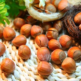 Noisetier géante des halles - pot de 1.5l