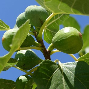 Godet - figuier violette d'argenteuil, ficus carica