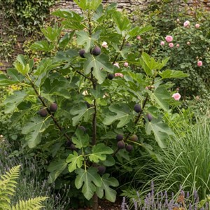 Godet - figuier violette d'argenteuil, ficus carica