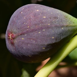 Godet - figuier osborn prolific, ficus carica