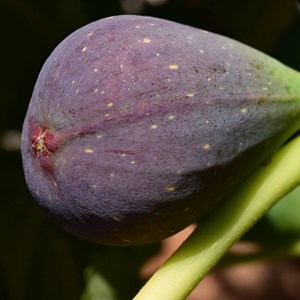 Godet - figuier osborn prolific, ficus carica