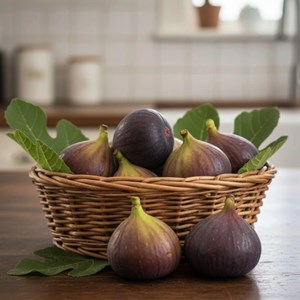 Godet - figuier osborn prolific, ficus carica