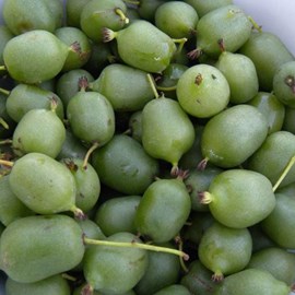 Kiwi de sibérie super issaï (autofertile), actinidia arguta, kiwaï - pot de 1.5l