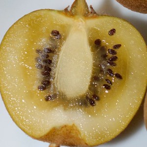 Godet - kiwi chinensis minkigold (femelle)