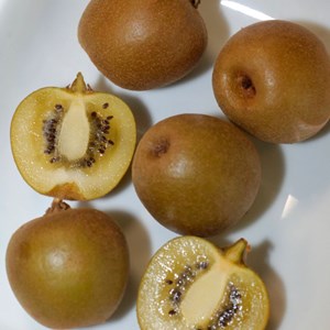 Godet - kiwi chinensis minkigold (femelle)