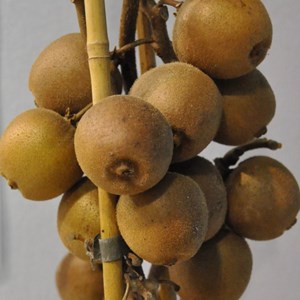 Godet - kiwi chinensis minkigold (femelle)