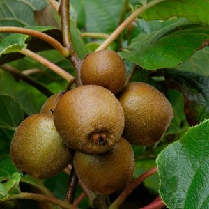 Godet - kiwi chinensis minkigold (femelle)