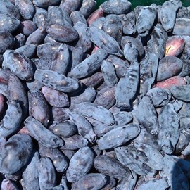 Baie de mai martin, camérisiers, chèvrefeuille comestible, lonicera kamtschatica