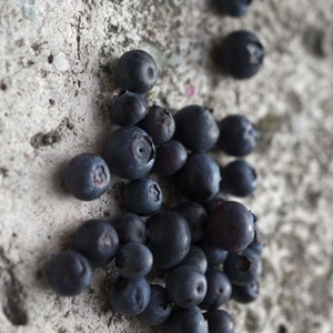 Myrtille darrow, myrtillier - pot de 2l