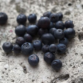 Myrtille patriot, myrtillier - pot de 2l