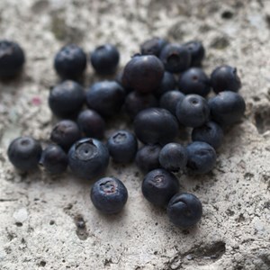 Myrtille patriot, myrtillier - pot de 2l