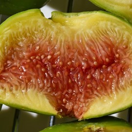 Figuier lattay, ficus carica - pot de 7.5l