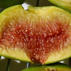 Figuier lattay, ficus carica - pot de 7.5l