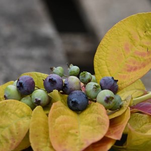 Myrtille yello!belloblue® 'andval1601', myrtillier - pot de 2l