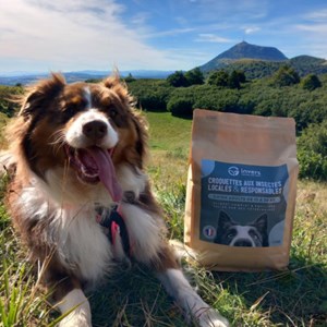 Croquettes chien moyen adulte 12kg