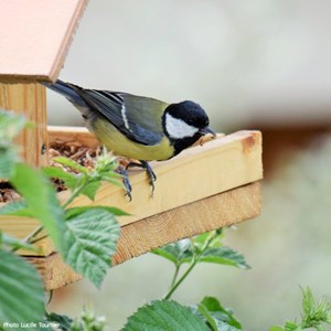 Mélange tournesol et vers 250g