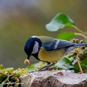 Vers de farine déshydratés 500g