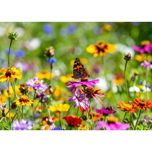 Lot de graines de fleur anti-gaspi