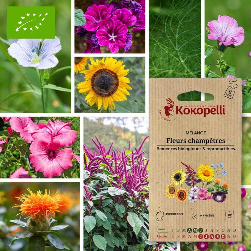 Mélange fleurs champêtres- graines bio à