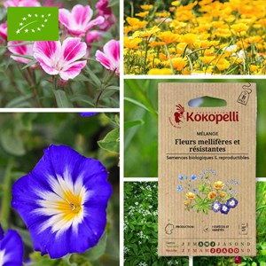 Mélange fleurs mellifères et résistantes