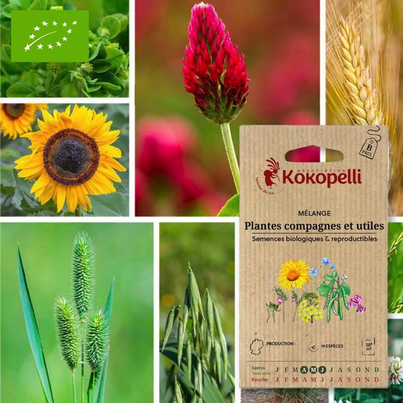 Mélange plantes compagnes et utiles- gra