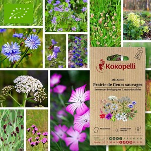 Mélange prairie de fleurs sauvages- grai
