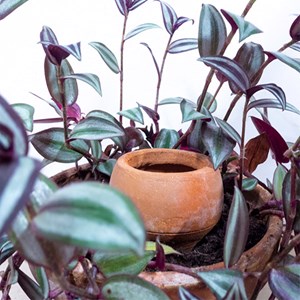 4 oyas à planter 0,3l