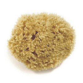 Eponge de mer naturelle - dia. 9,5 cm