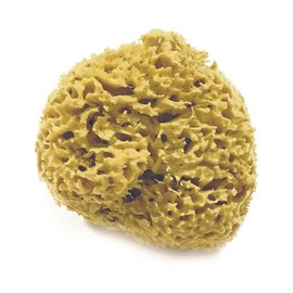 Eponge de mer naturelle - dia.11 cm