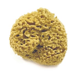 Eponge de mer naturelle - dia.11 cm