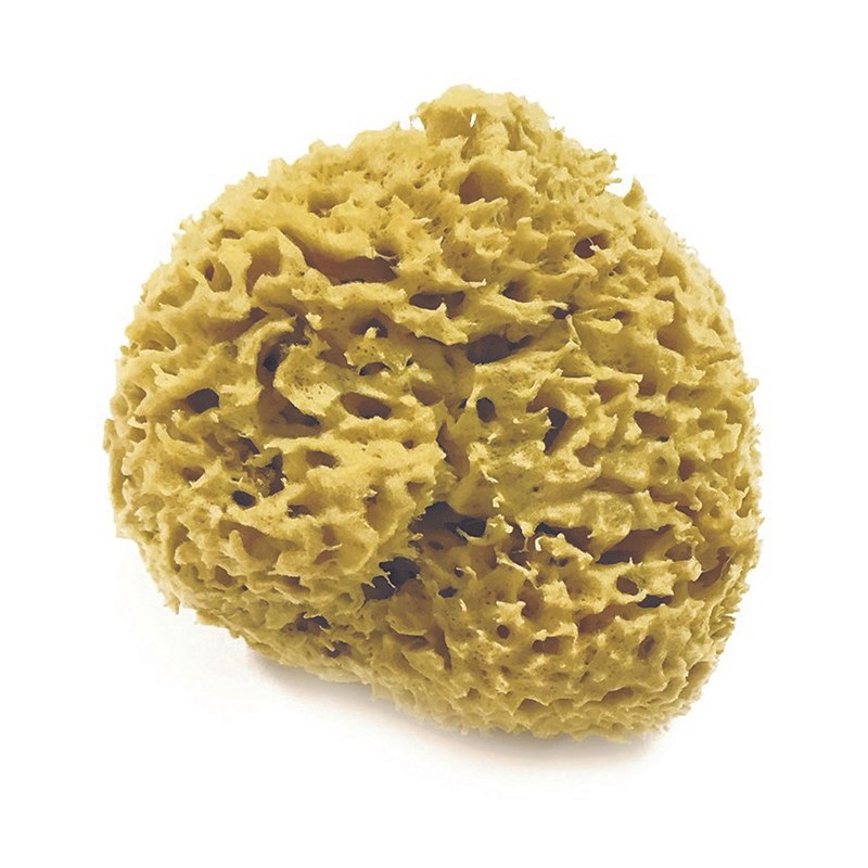 Eponge de mer naturelle - dia.11 cm