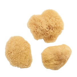 Eponges de mer naturelle x3