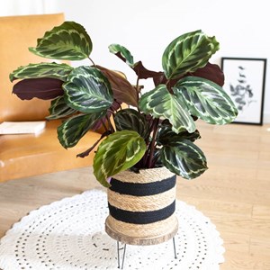 Calathéa médaillon, plante dépolluante