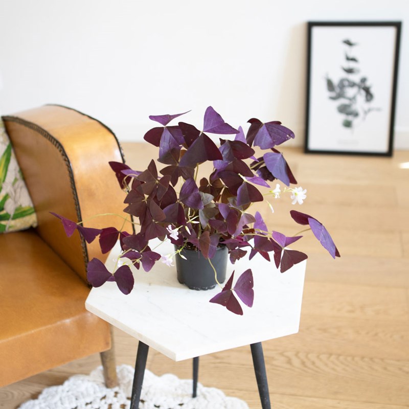 réconciliation végétale - Oxalis triangularis ou trèfle pourpre