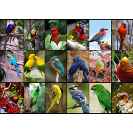 Puzzle collage - oiseaux colorés - 1500 pièces