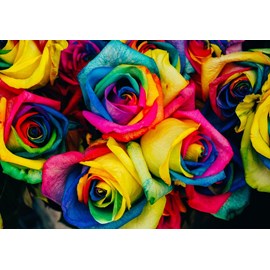 Puzzle roses multicolores - 1000 pièces