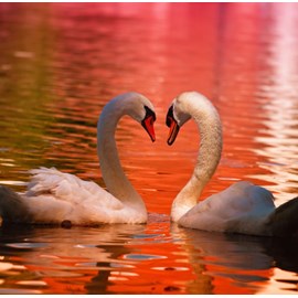 Puzzle cygnes - 1000 pièces