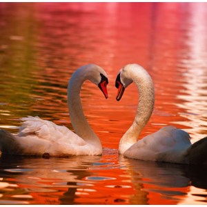 Puzzle cygnes - 1000 pièces