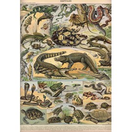Puzzle illustration du nouveau larousse illustré : reptiles,  - 1000 pièces