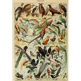 Puzzle illustration du larousse pour tous : oiseaux, 19è siècle - 1000 pièces