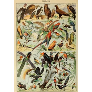 Puzzle illustration du larousse pour tous : oiseaux, 19è siècle - 1000 pièces