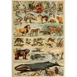 Puzzle illustration du larousse pour tous : mammifères, 19è s - 1000 pièces