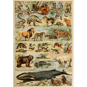 Puzzle illustration du larousse pour tous : mammifères, 19è s - 1000 pièces