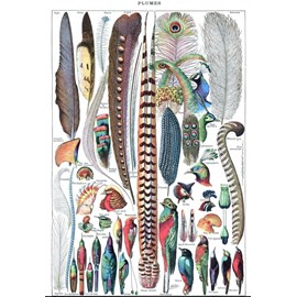 Puzzle illustration du larousse pour tous : plumes, 1907-1910 - 1000 pièces