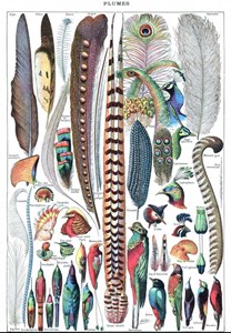 Puzzle illustration du larousse pour tous : plumes, 1907-1910 - 1000 pièces